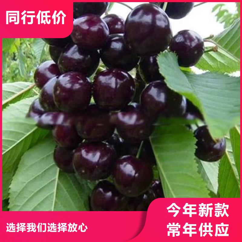 车厘子欢迎咨询销售的是诚信