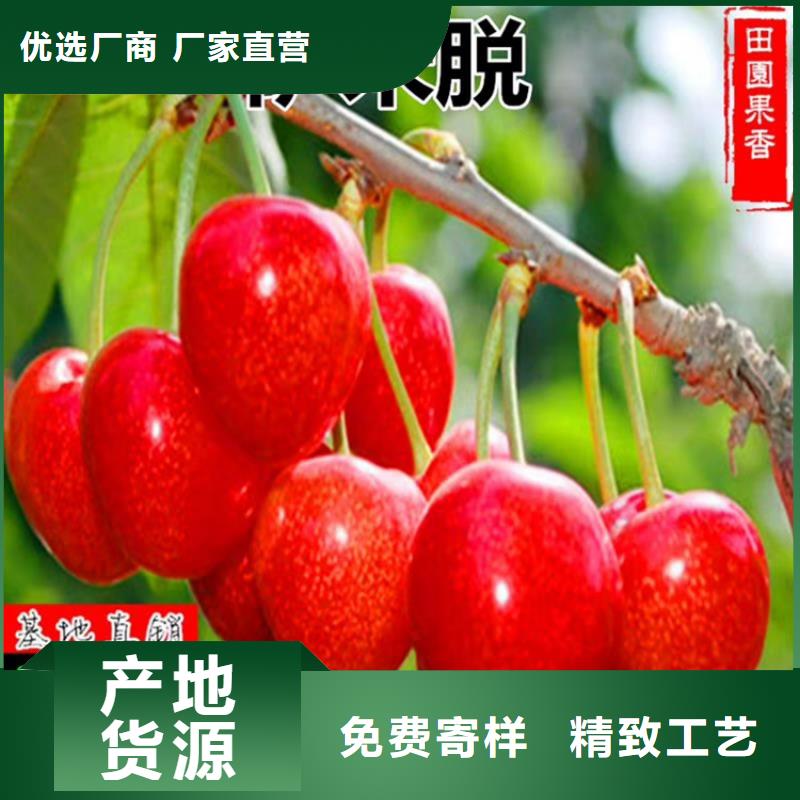 矮化车厘子苗适合种植地区认准大品牌厂家