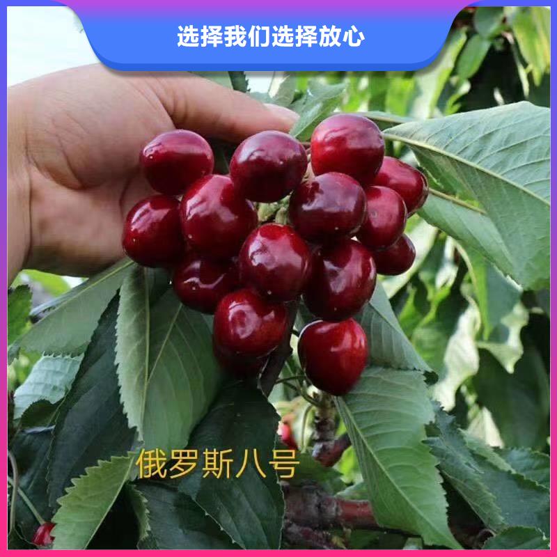 一根棍樱桃树苗免费咨询厂家技术完善