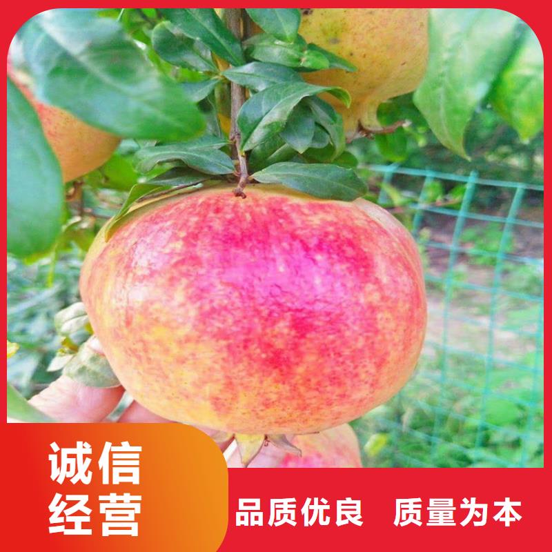 软籽石榴苗基地当地服务商