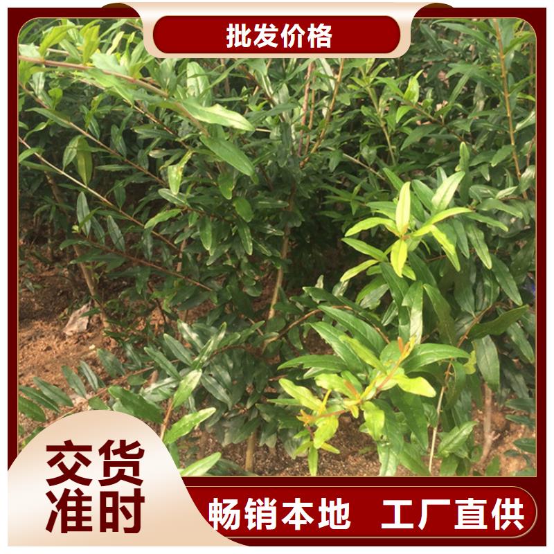 黑籽石榴苗当年结果树定制不额外收费