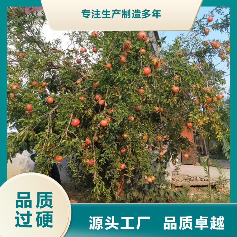 软籽石榴苗经济效益批发供应