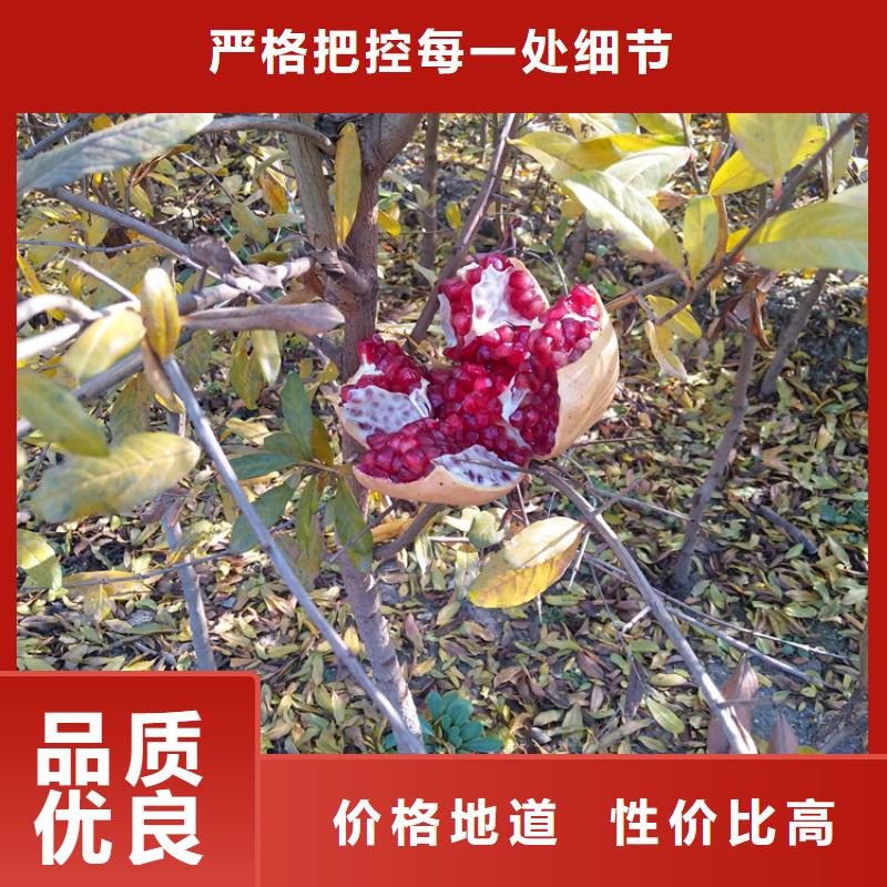 软籽石榴苗适合种植地区品类齐全