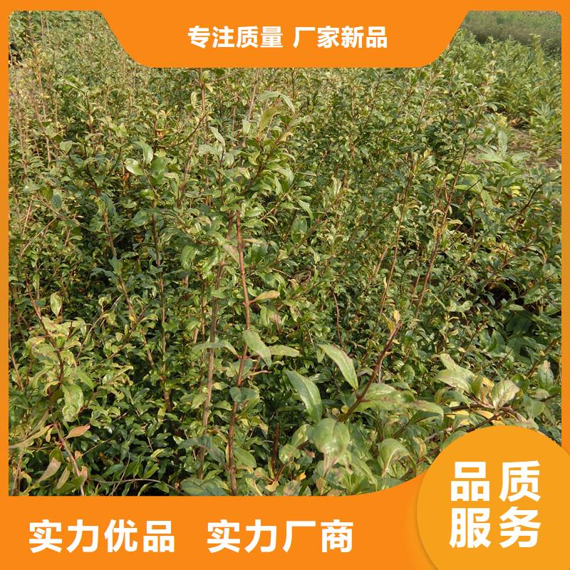 黑籽石榴树苗免费咨询真实拍摄品质可靠