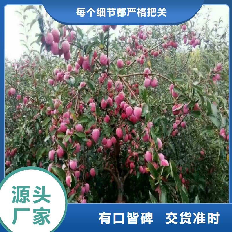 维纳斯黄金苹果苗种植管理技术/轩园园艺场行业优选