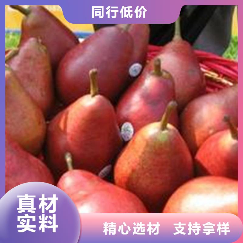 彩虹梨树苗批发本地厂家值得信赖