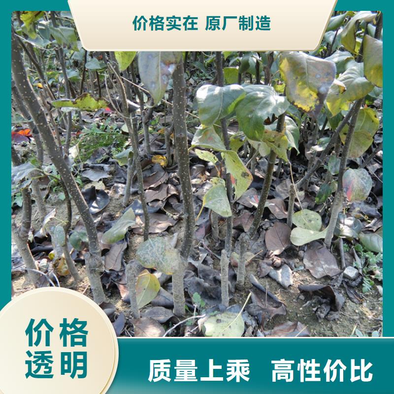 红梨树苗一亩地多少棵精致工艺