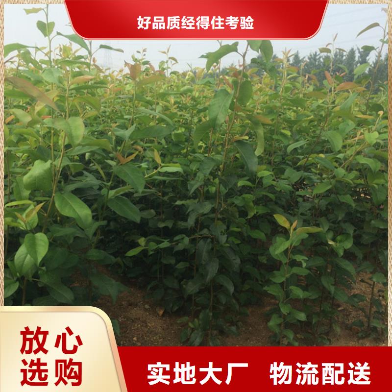 早酥红梨苗批发价格按需设计