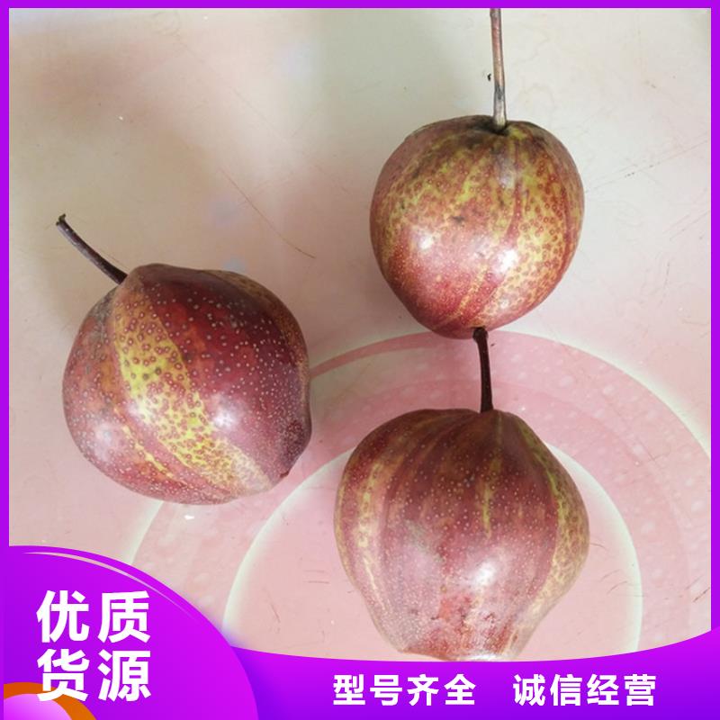 三红梨树苗根系发达品类齐全