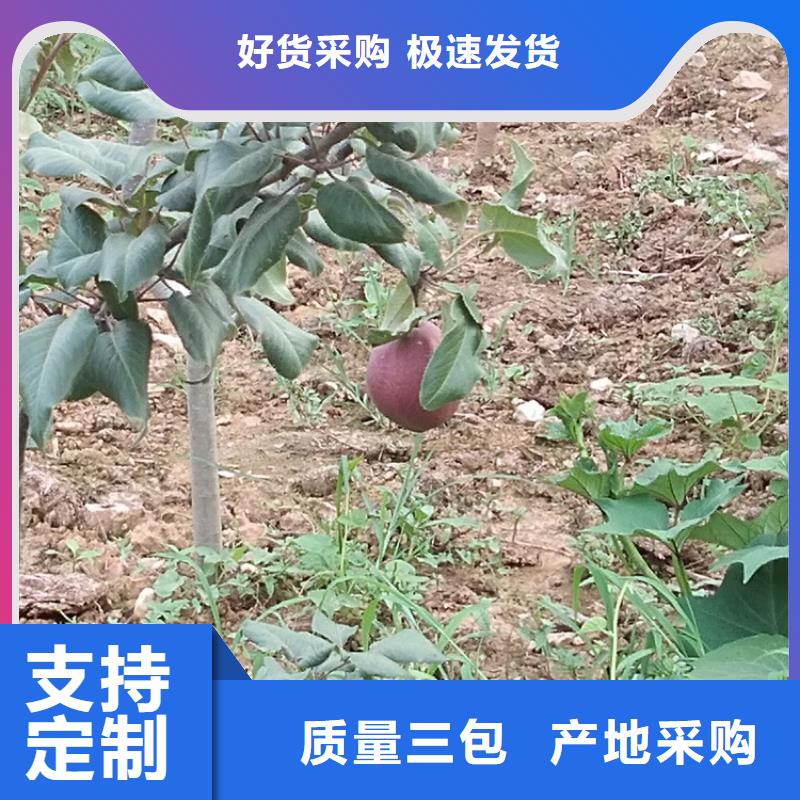 红梨树苗种植基地免费安装