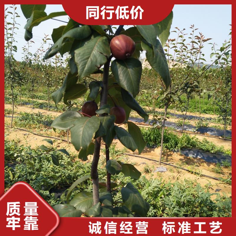 彩虹梨树苗成活率高支持大小批量采购