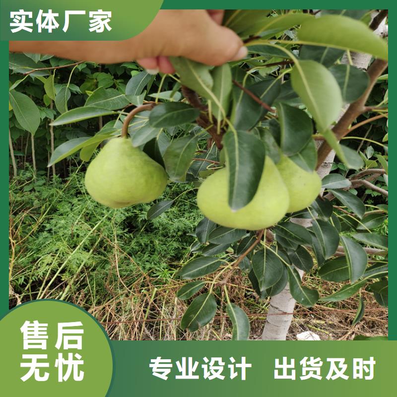 杜梨苗量大从优/轩园园艺场规格型号全