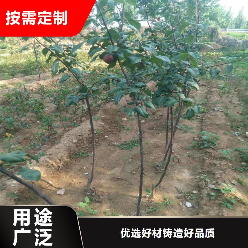 三红梨树苗根系发达同城经销商