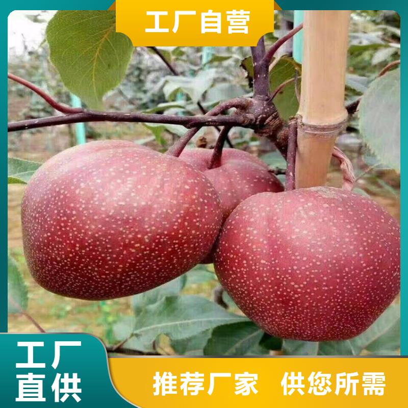 早酥红梨苗成活率高同城品牌