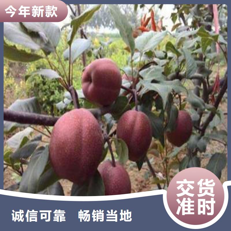 红梨苗根系发达当地生产厂家