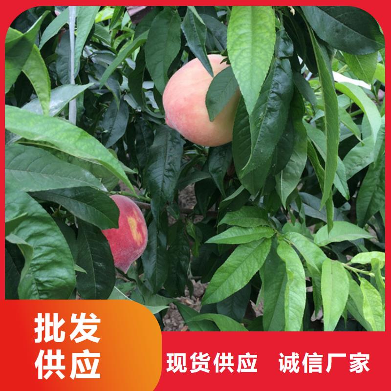 血桃树苗经济效益产品优良