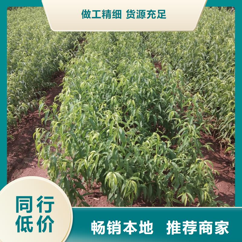 黑桃树苗量大从优厂家直销供货稳定