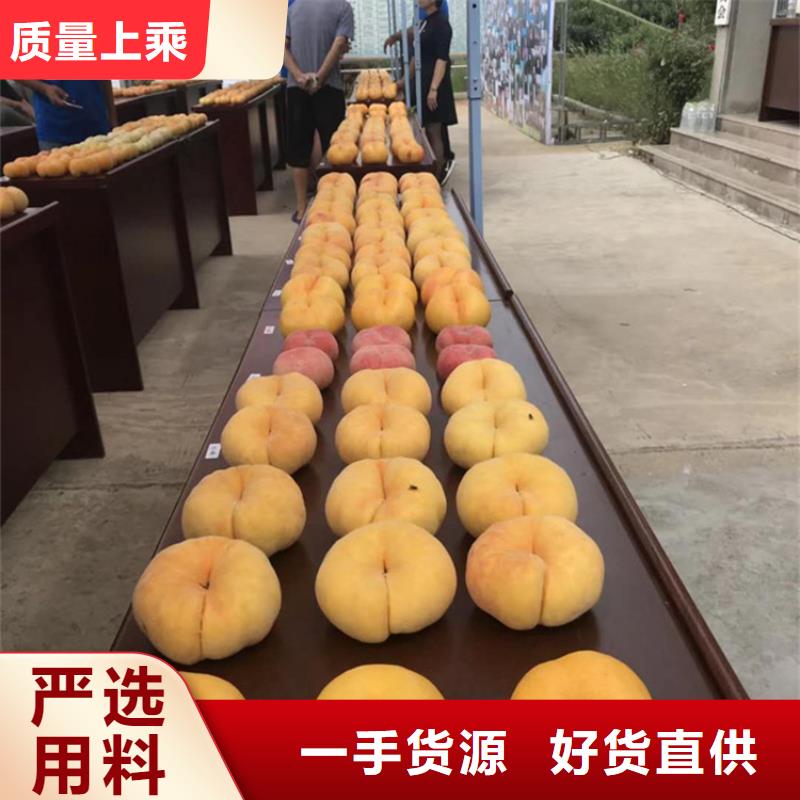 蟠桃苗批发国标检测放心购买