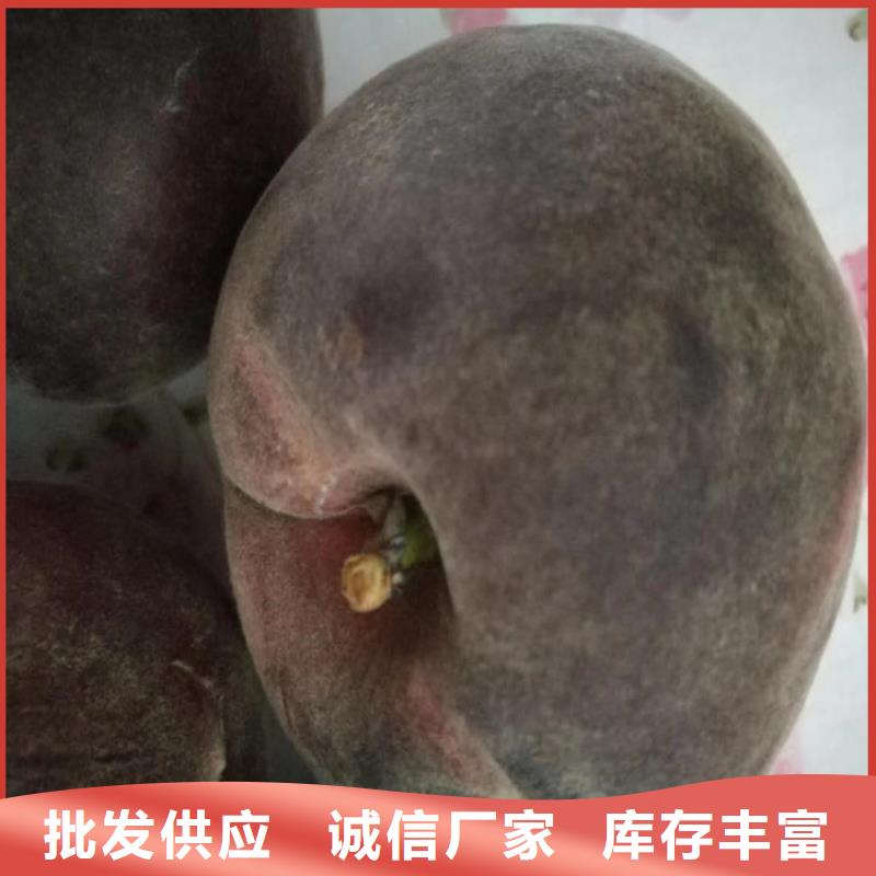 白桃苗价格/轩园园艺场认准大品牌厂家