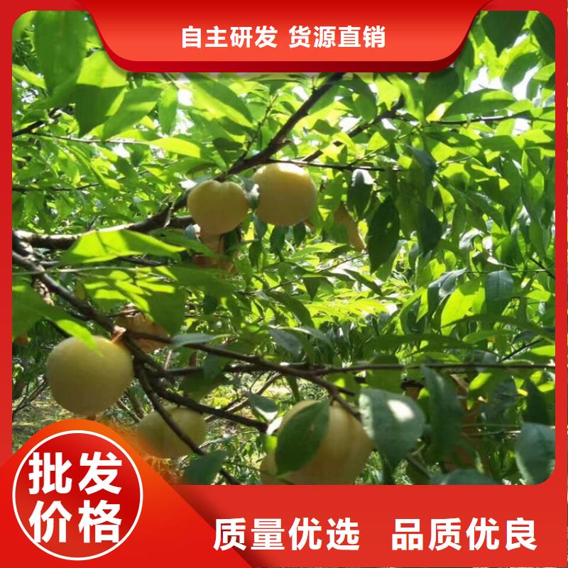 女神李子苗欢迎咨询老品牌厂家