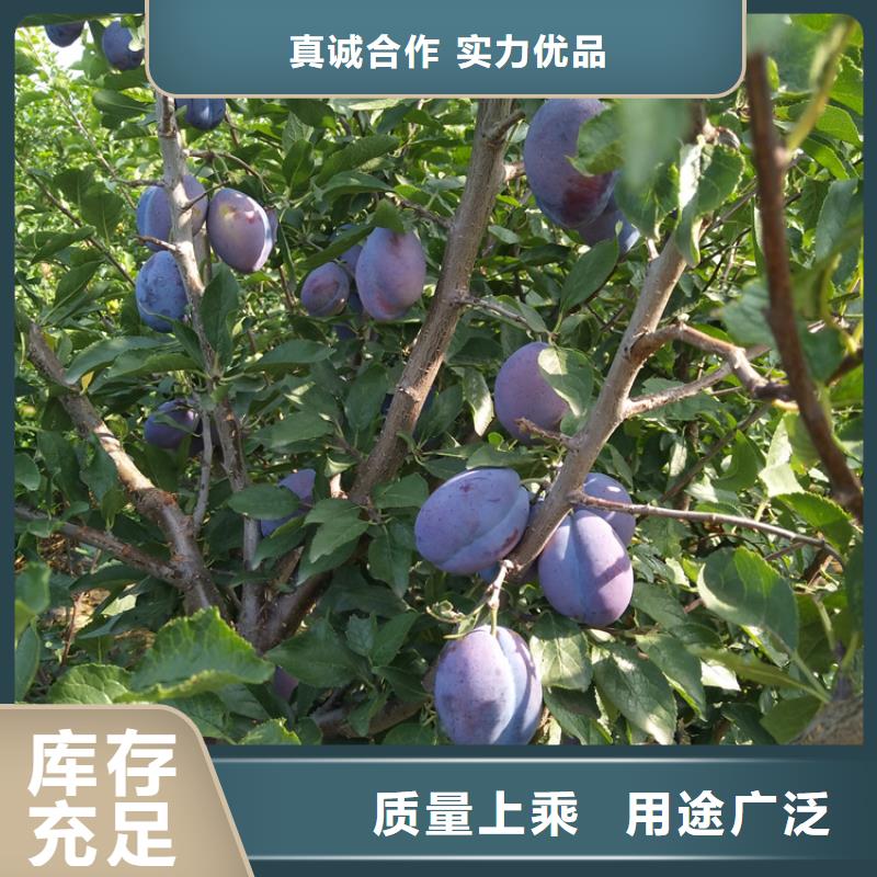杏李李子苗种植技术支持加工定制