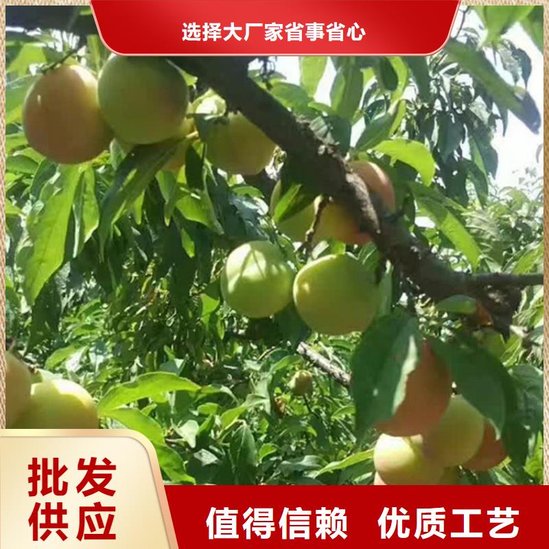 杏李李子苗采摘园海量货源