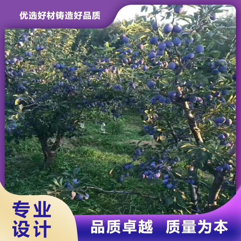 女神李子苗规格本地公司