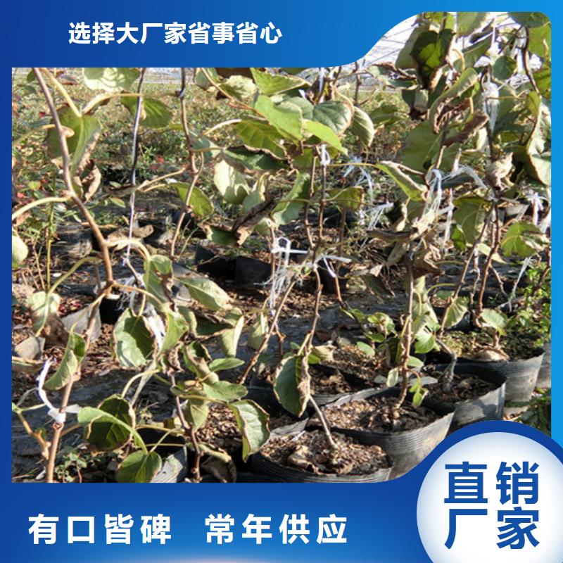 软枣猕猴桃苗免费咨询同城生产厂家