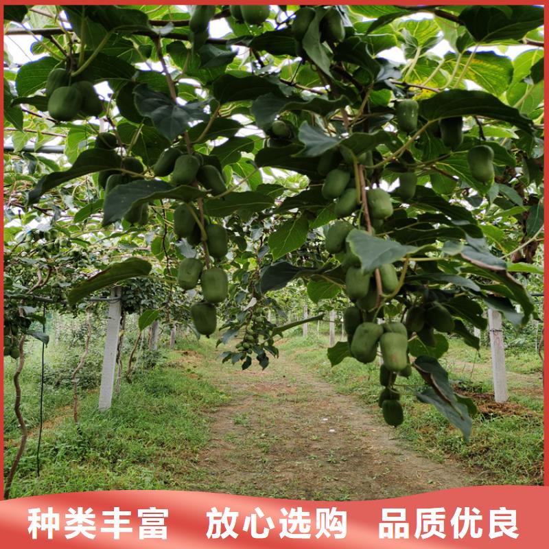 奇异果苗成活率高按需定做