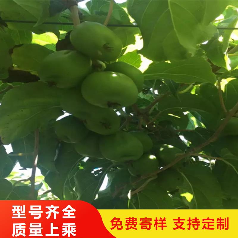 软枣猕猴桃苗欢迎咨询厂家销售