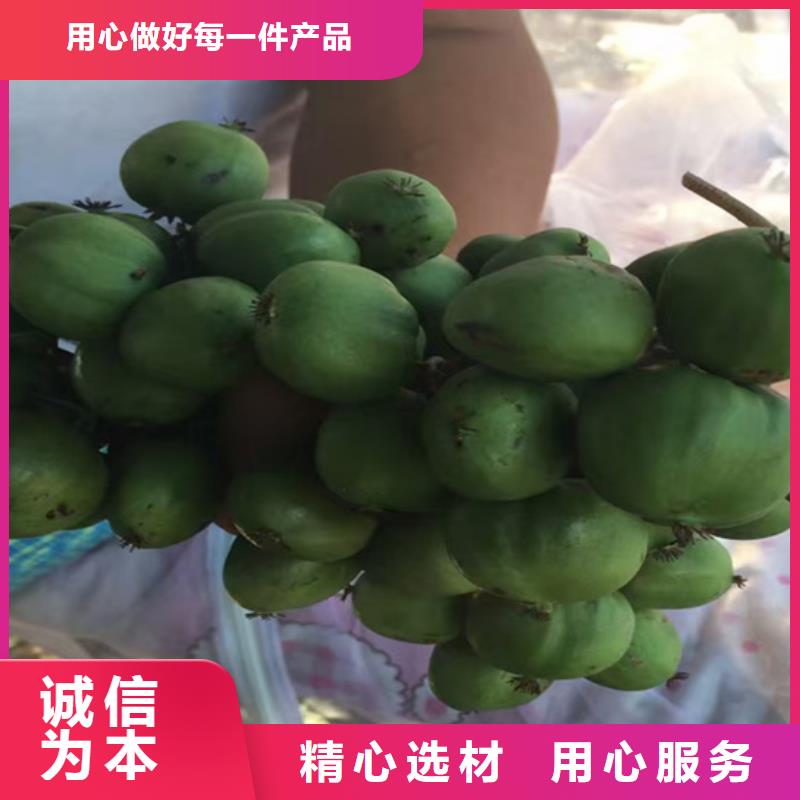 软枣猕猴桃苗种植技术当地货源