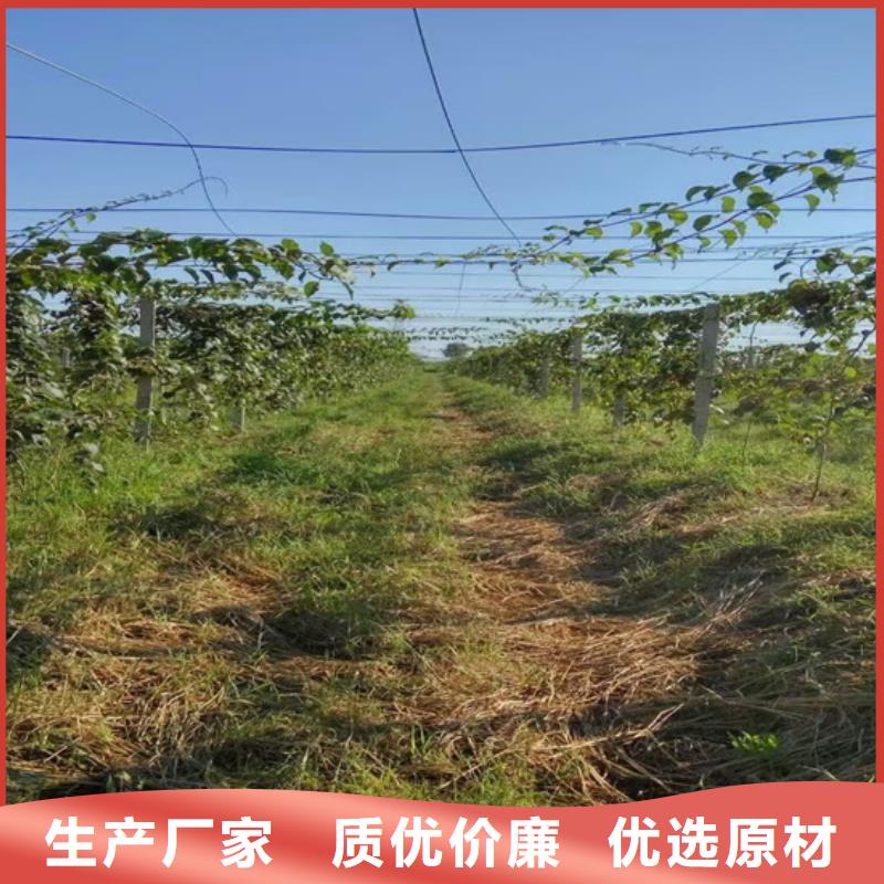 软枣猕猴桃苗质优价廉用心经营