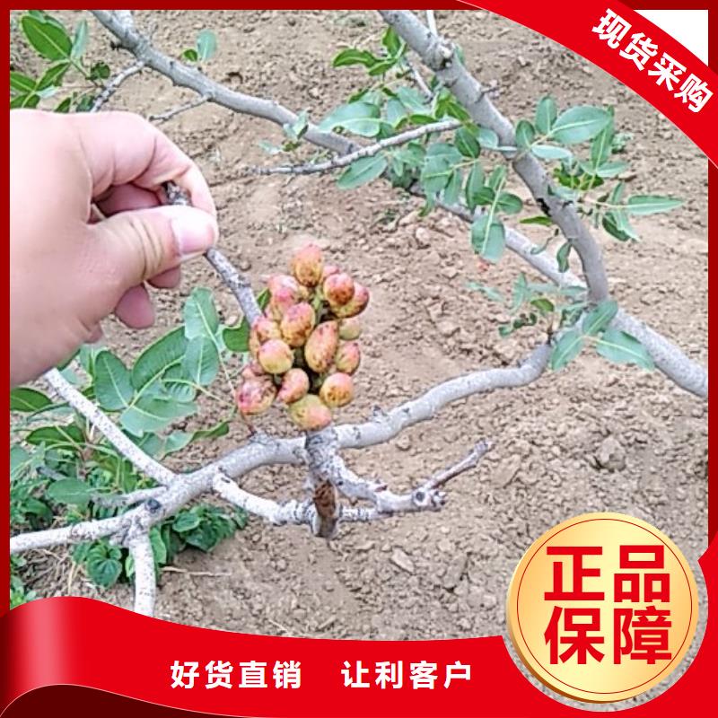 开心果苗全国发货可接急单