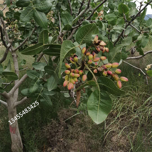 阿月浑子适合种植地区同城经销商