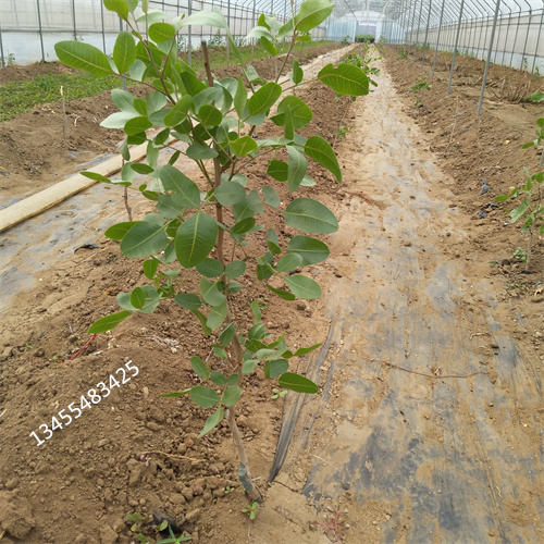 开心果树当年结果树当地品牌