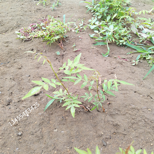 开心果种植管理技术本地供应商