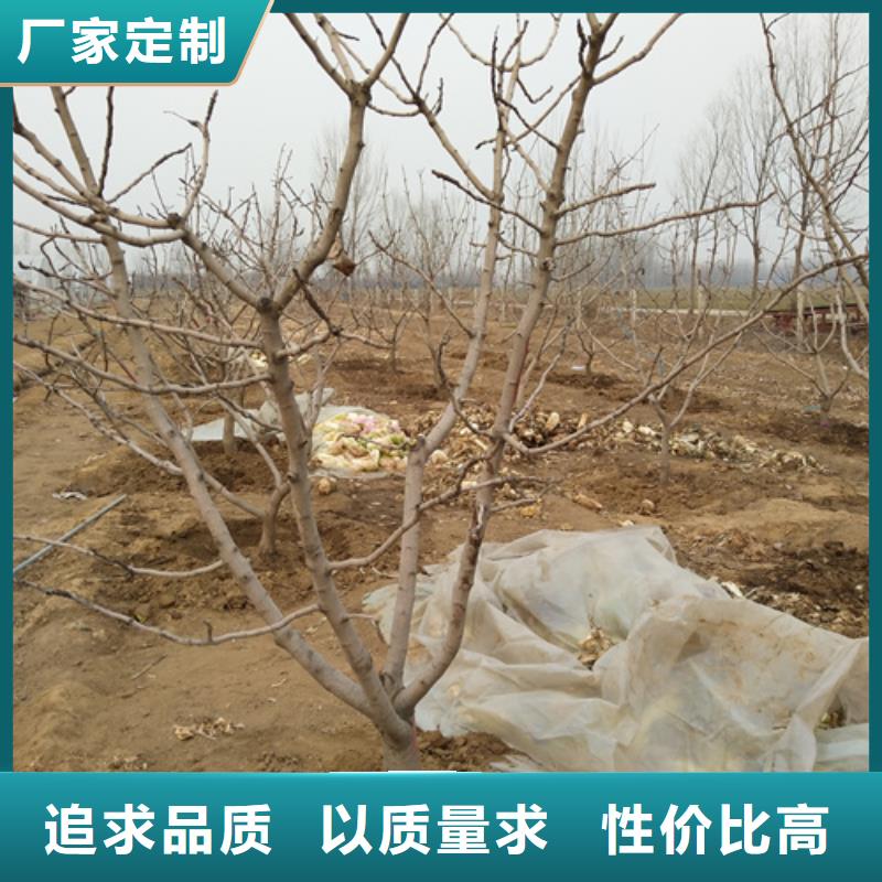 阿月浑子产量多少当地厂家