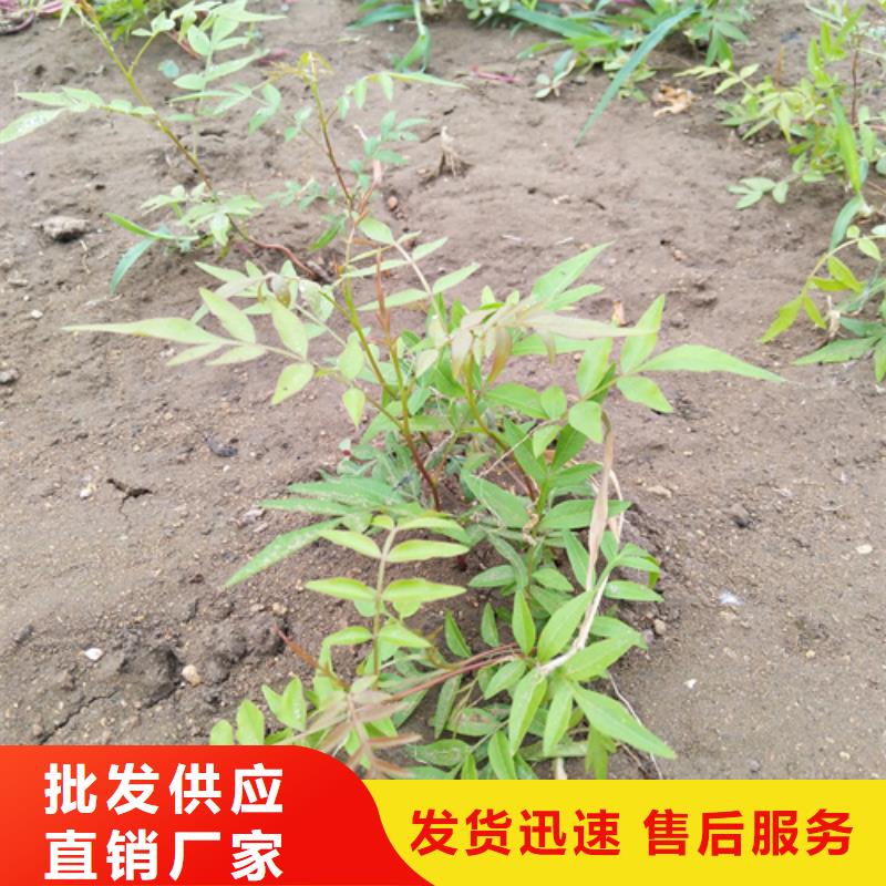 开心果苗量大从优当地制造商