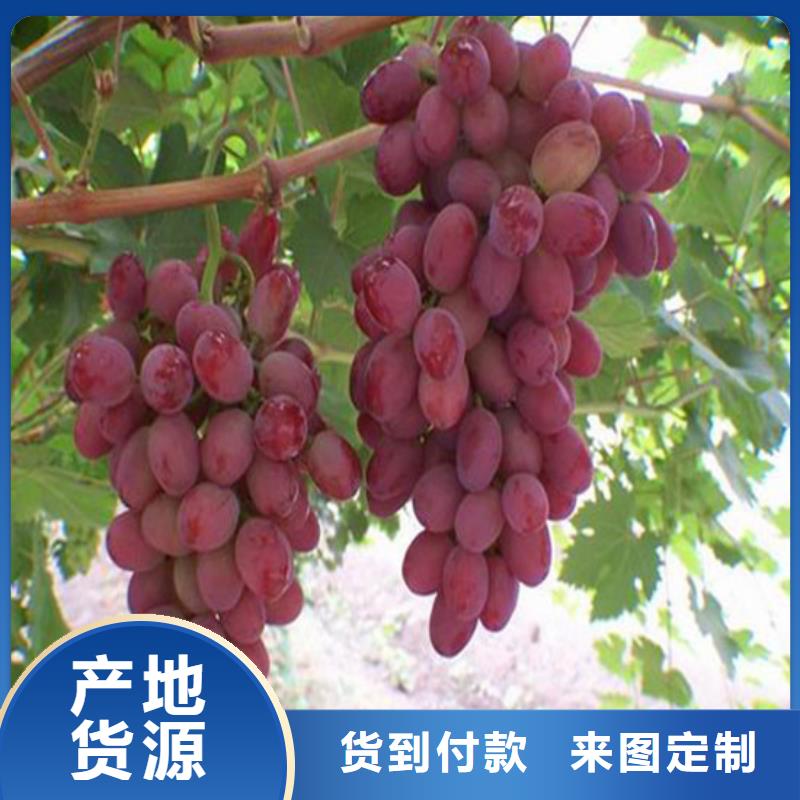 自治区2公分嫁接葡萄苗精工制作