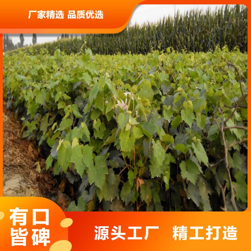 自治区4公分克伦生葡萄苗多种场景适用
