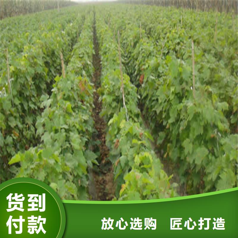 无籽葡萄苗_品类齐全好品质经得住考验