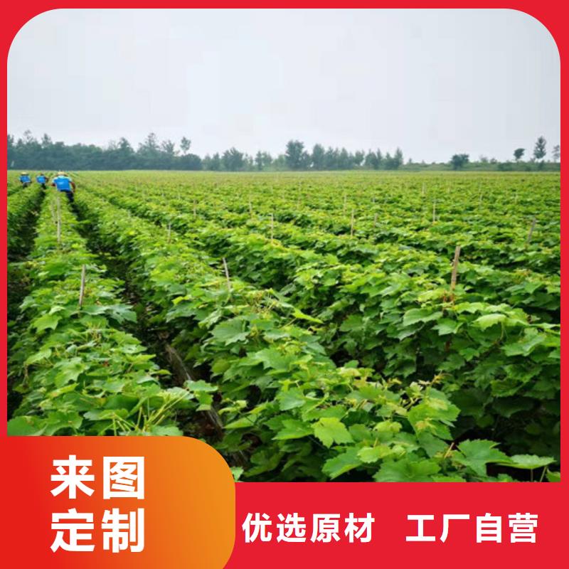 无籽葡萄苗厂家直接报价采购
