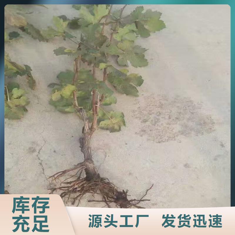无核白鸡心葡萄苗批发-欢迎询价工厂自营