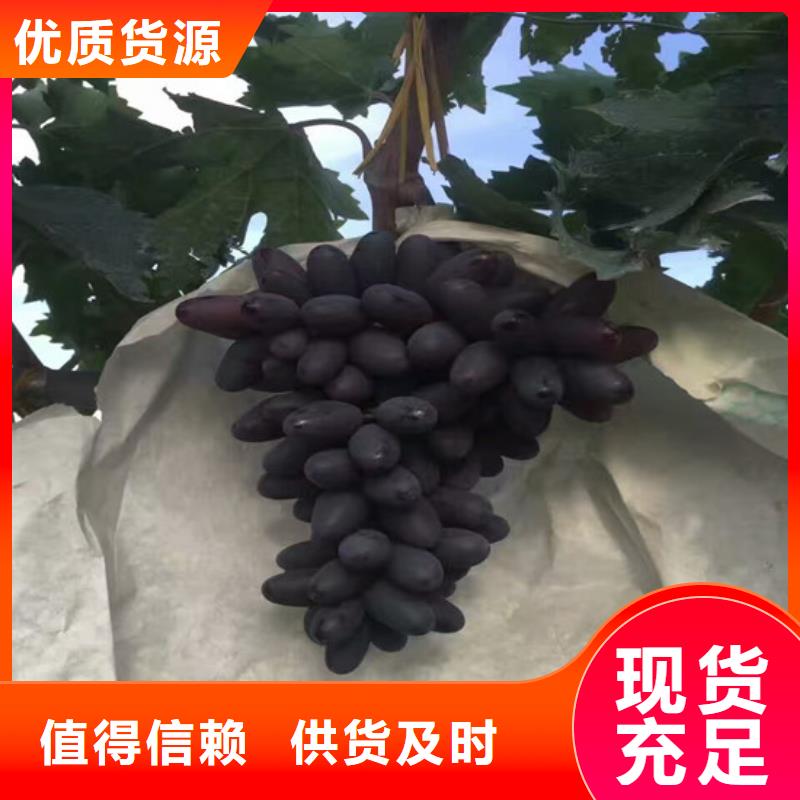 晚熟葡萄树苗实体厂家成本低当地制造商