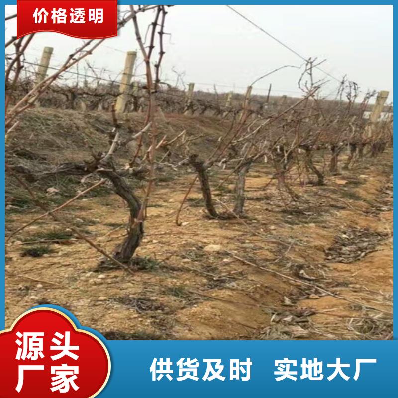 台安克伦生葡萄苗哪里有实力商家供货稳定