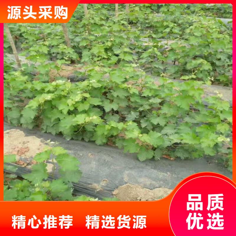嫁接葡萄苗批发零售定制批发
