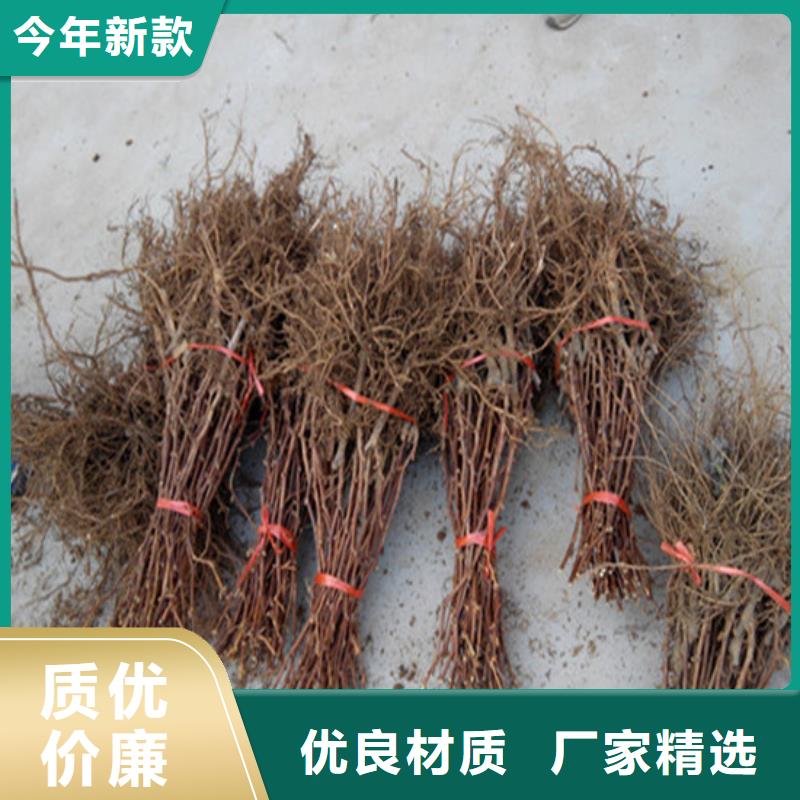 大新阳光玫瑰葡萄苗适应土地优质货源