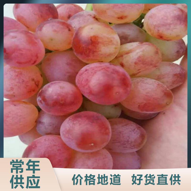 自治区五年青提葡萄树苗专业生产厂家