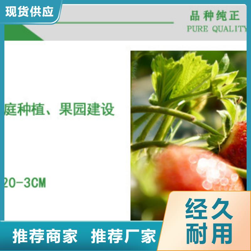 法兰地草莓苗厂家供应工艺精细质保长久
