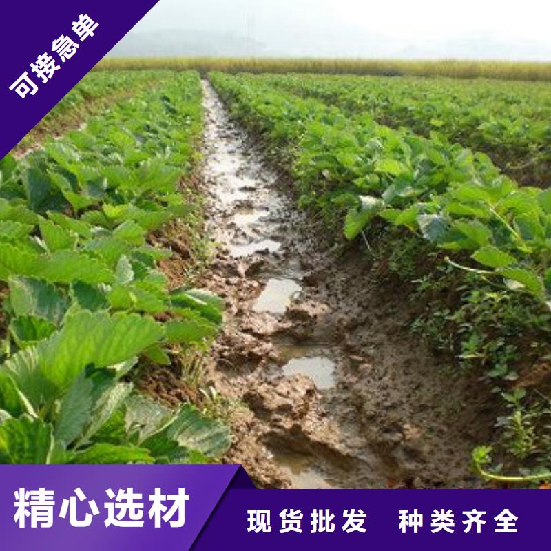 甜查理草莓苗匠心品质